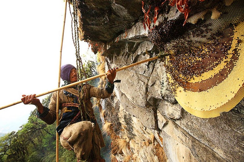 Abelhas gigantes e os caçadores do Mel alucinógeno do Himalaia